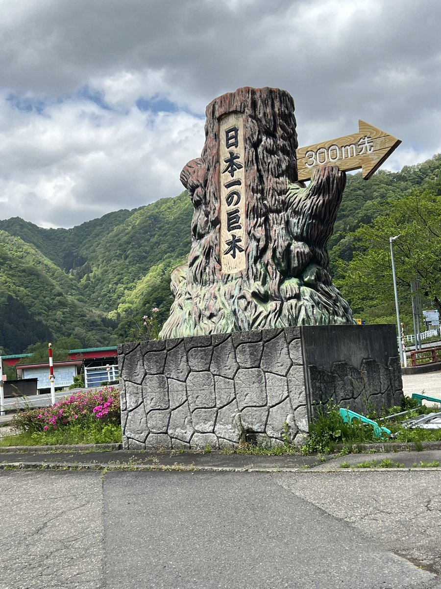 spn_mako's tweet photo. 昨日行ってきた新潟県の日本一の巨木 #将軍杉 
屋久島の縄文杉より大きかったらしくて将軍杉が日本一の杉の木に🌲 https://t.co/GhMeozaSJd