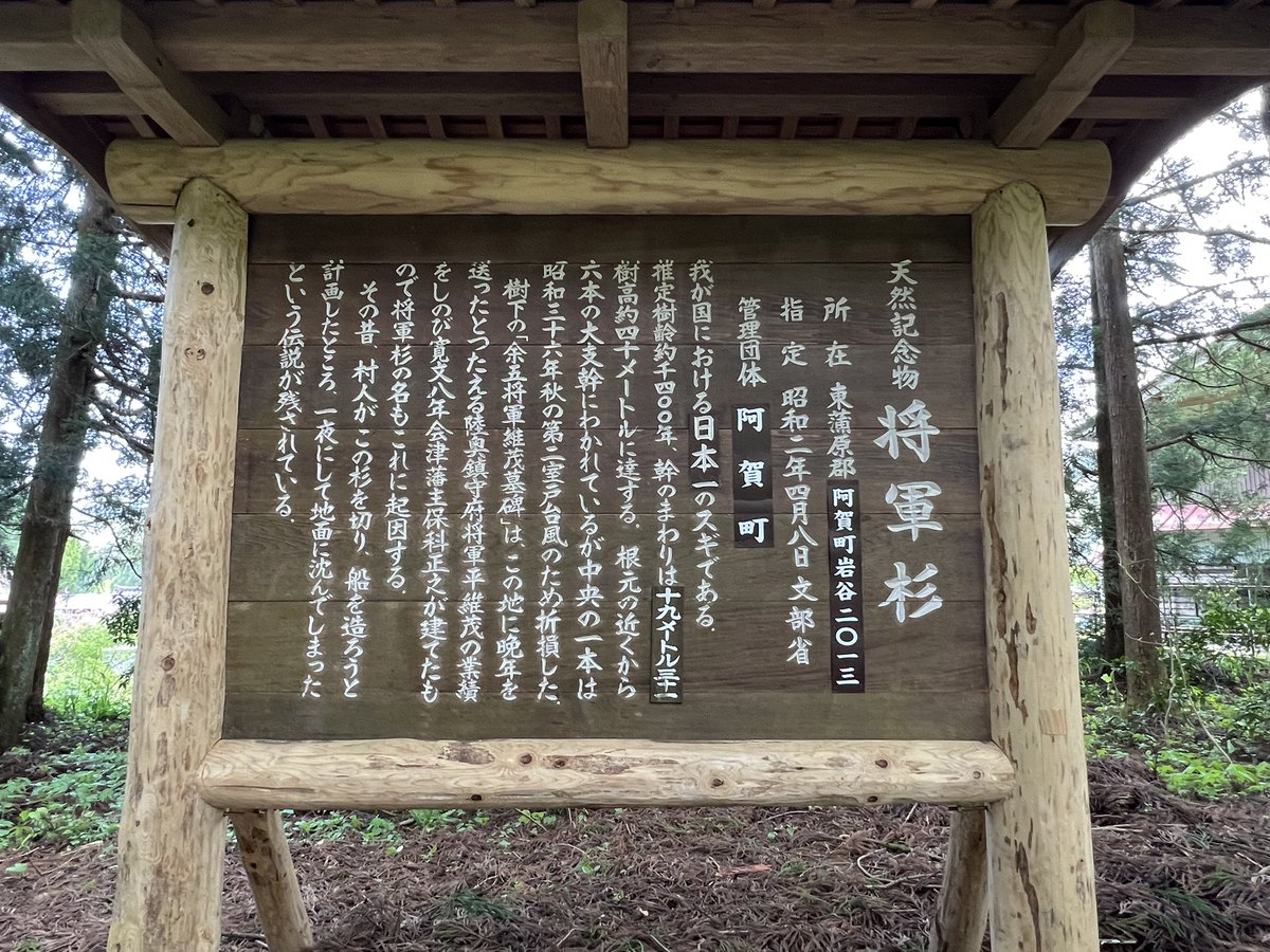 spn_mako's tweet photo. 昨日行ってきた新潟県の日本一の巨木 #将軍杉 
屋久島の縄文杉より大きかったらしくて将軍杉が日本一の杉の木に🌲 https://t.co/GhMeozaSJd