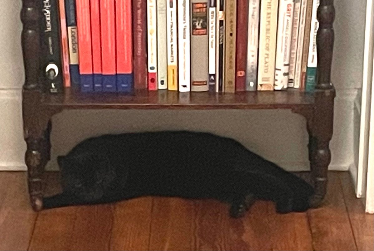 SarahBlick3's tweet image. #Caterday Chufford and Ufford snoozing after a long day of lounging. 🥰