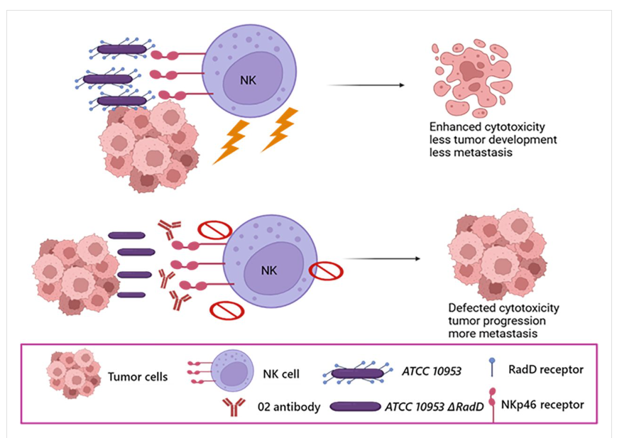 exosome's tweet image. I am shocked ! 

#cancer #microbiome bacteria directly activates NK cells to kill tumors.

Add some #anktiva by $IBRX ...used DC to prep it via $NWBO, wash out cancer secreted exosomes using $AEMD hemopurifier and you have a damn good therapy !

elifesciences.org/articles/108439
