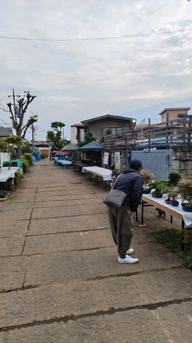 ヒルマ@盆栽 tweet media