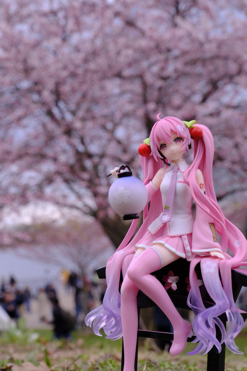 Took some photos for my miku figure today
#初音ミク #桜ミク #フィギュア撮影