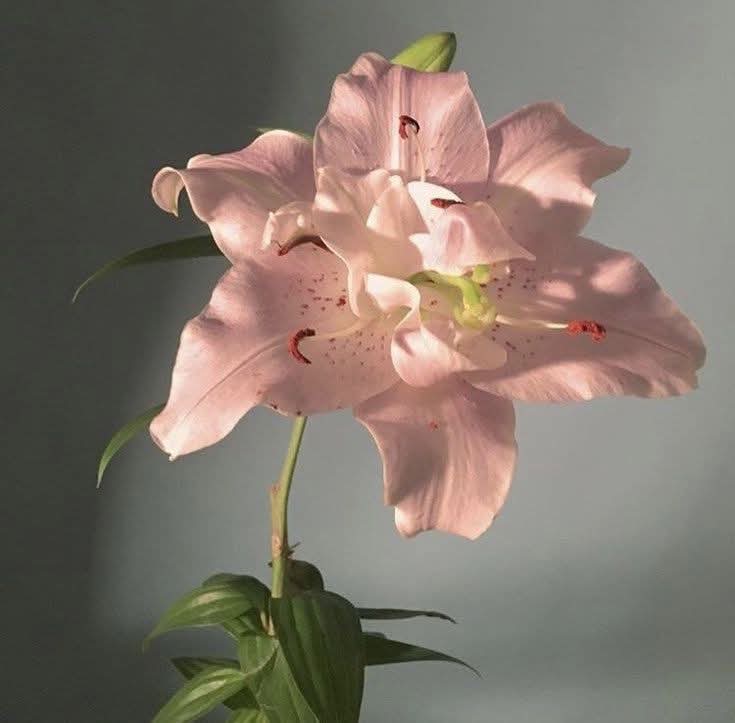 Purely Green tweet media