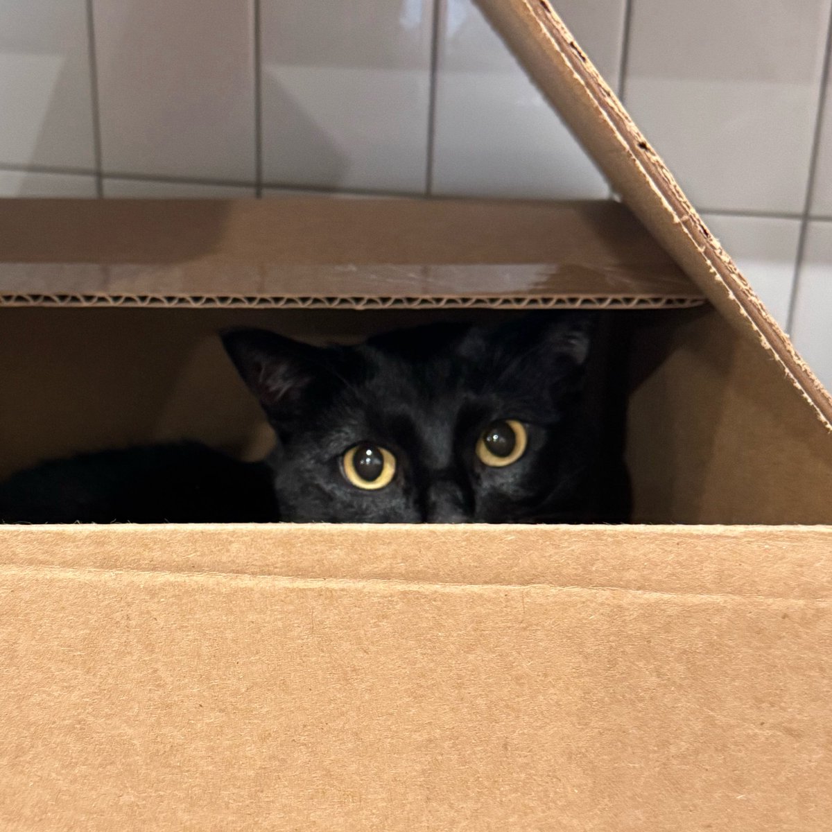 cassandra the cat ⏾ tweet media