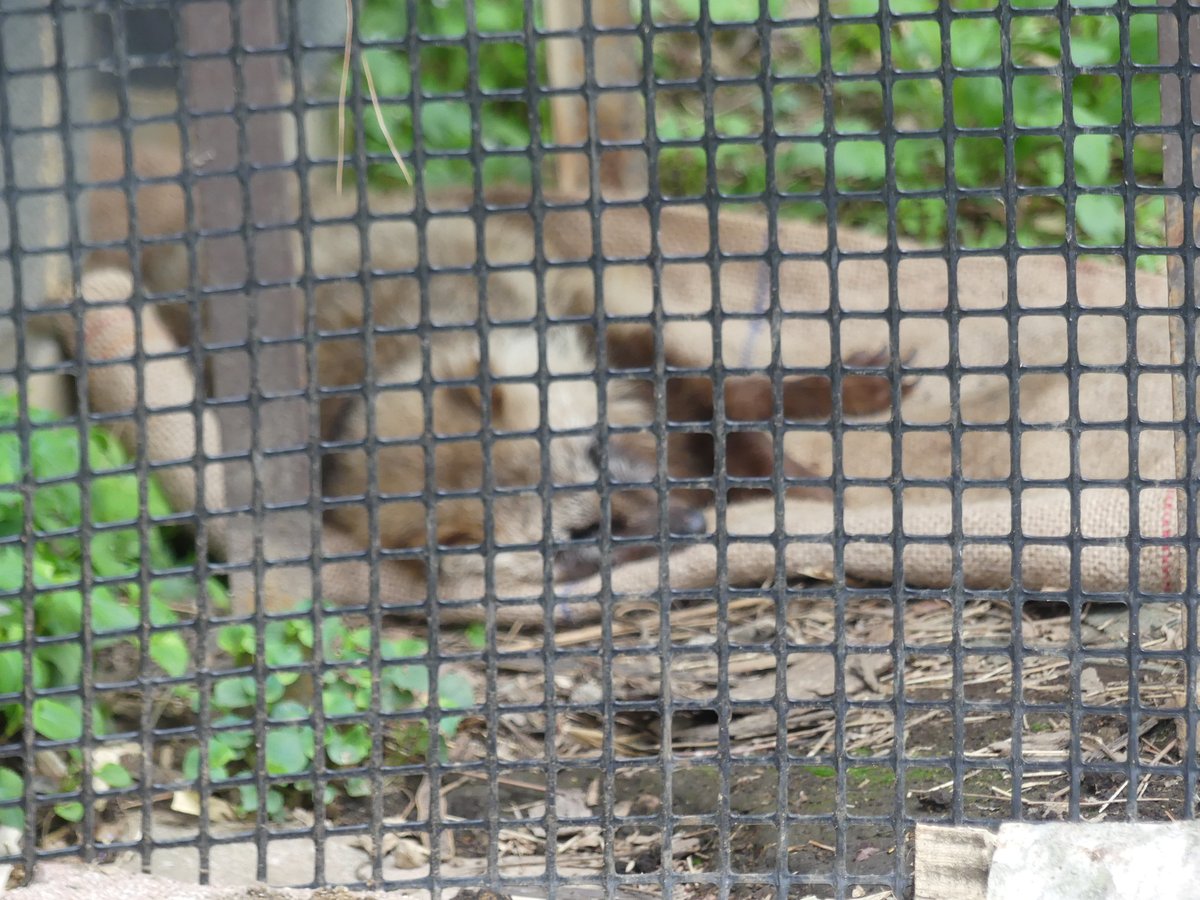 盛岡市動物公園 ZOOMO tweet media