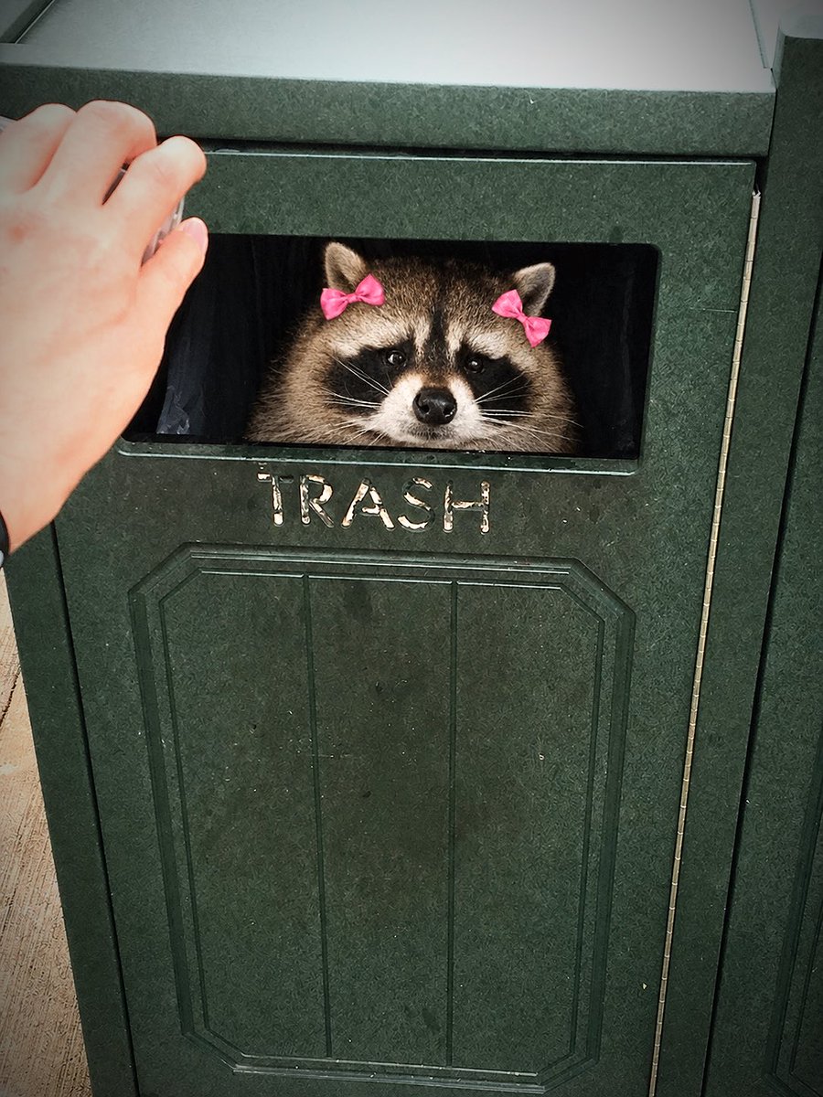 Trash Panda tweet media