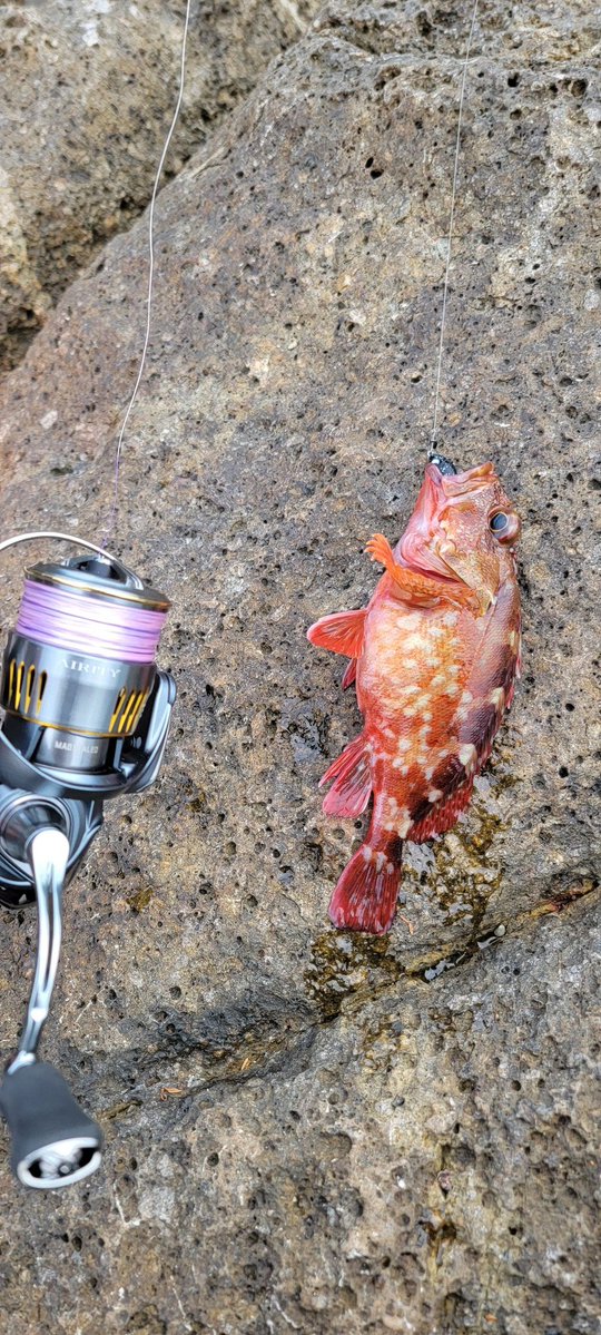 エギングの練習に来たけど、全然アカンかったので小物釣りして遊びました。
幸せでした。