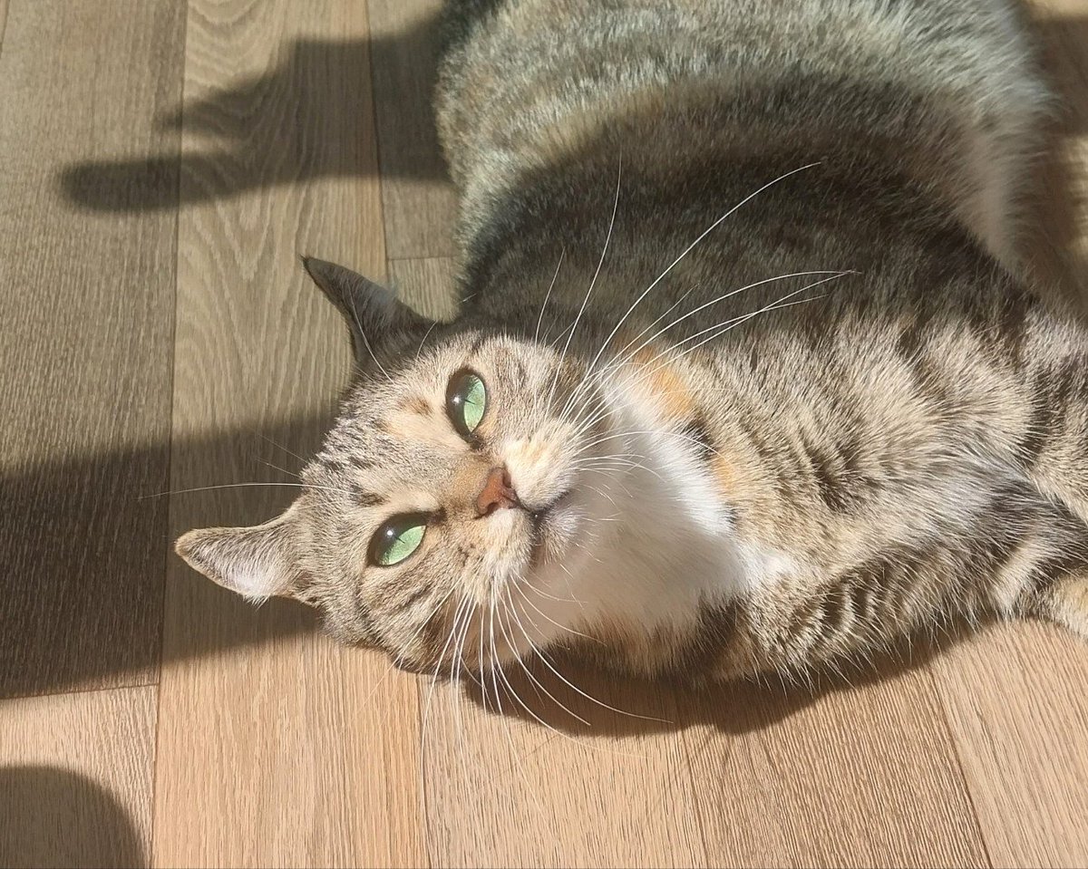 왉왉(우엉) tweet media