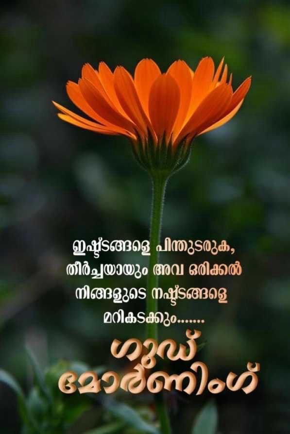 നിങ്ങളെ മനസ്സിലാക്കാൻ ആരെയും നിർബന്ധിക്കരുത്, കാരണം അവർക്ക് ശരിക്കും താല്പര്യമുണ്ടെങ്കിൽ, അവർ തീർച്ചയായും മനസ്സിലാക്കും.നിങ്ങളെത്തന്നെ സന്തോഷിപ്പിക്കൂ മറ്റുള്ളവരിൽ നിന്ന് സന്തോഷം പ്രതീക്ഷിക്കരുത്