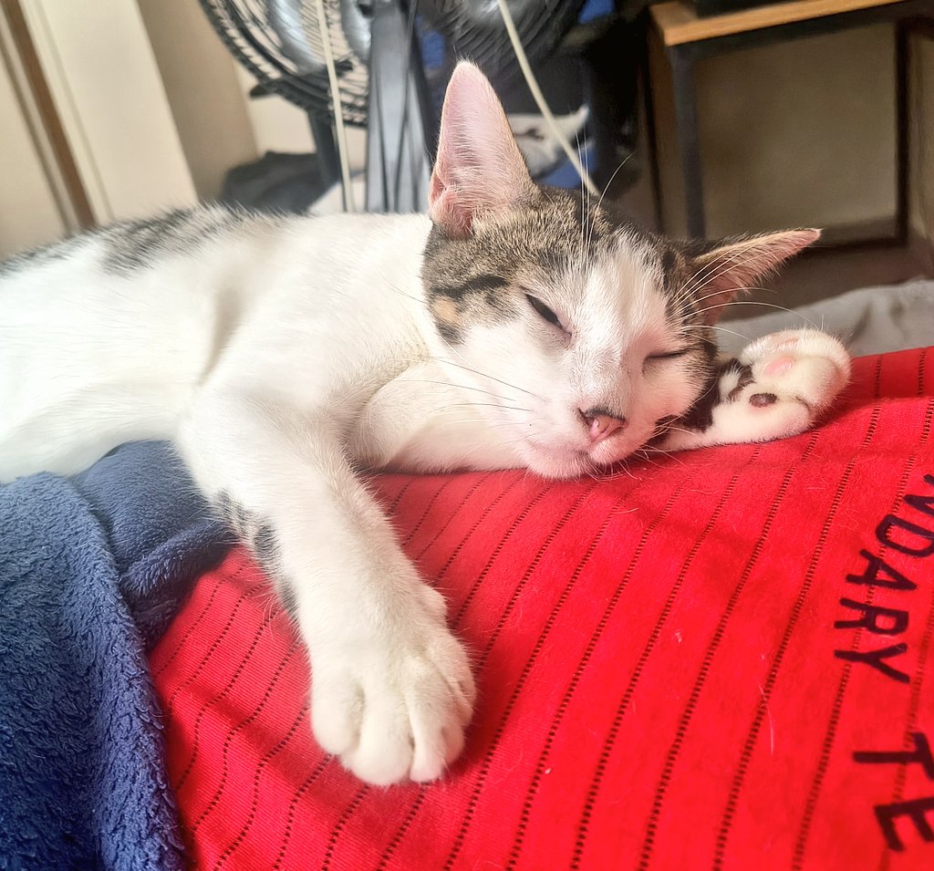 solnocaos's tweet photo. Meu gatinho dormindo na minha barriguinha 
Te amo Kiri Cu Seco https://t.co/rYq6HVizXC