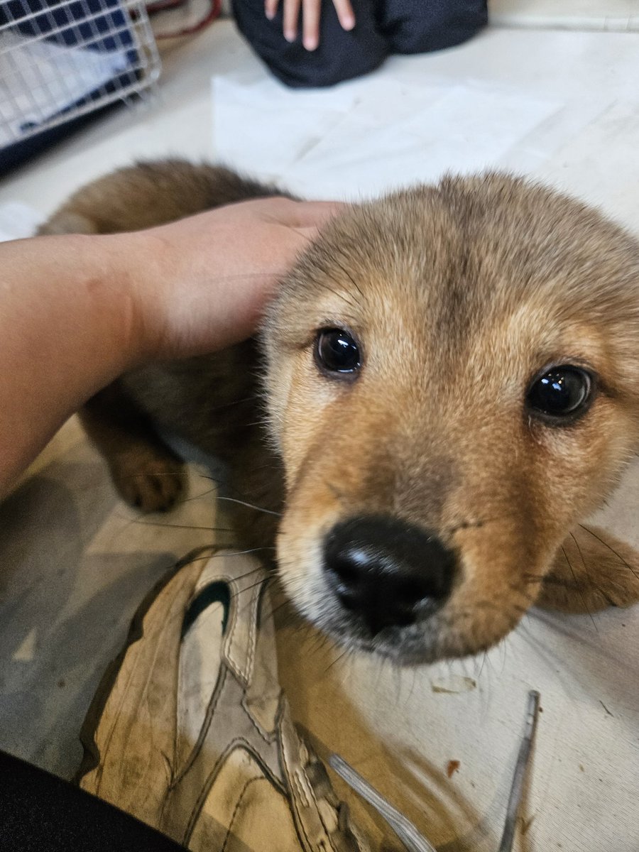 오늘의 강아지 추천 tweet media