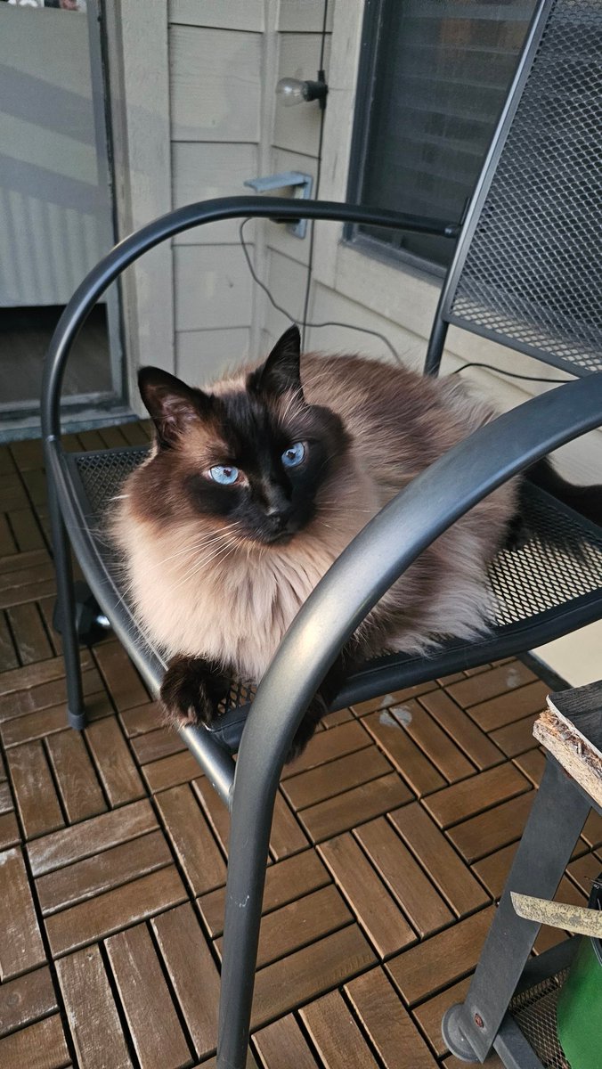 JaviSRK's tweet photo. Balcony kitty https://t.co/ie2XjncW4d