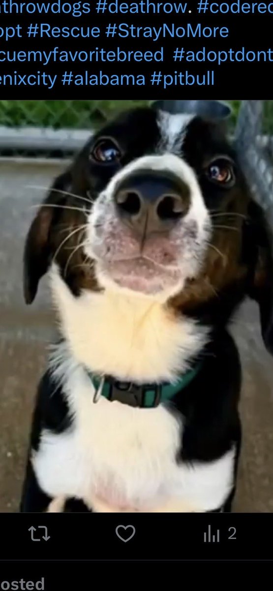 🚨Attention Phenix City, Alabama area🚨

We can not let precious, sweet puppy Reggie be killed‼️  He needs a Rescue, Pledges, Foster or Adopter to Save his life‼️   If you are able, and would like to pledge please do so on Cara’s thread⬇️

He is located at, Russell County Phoenix