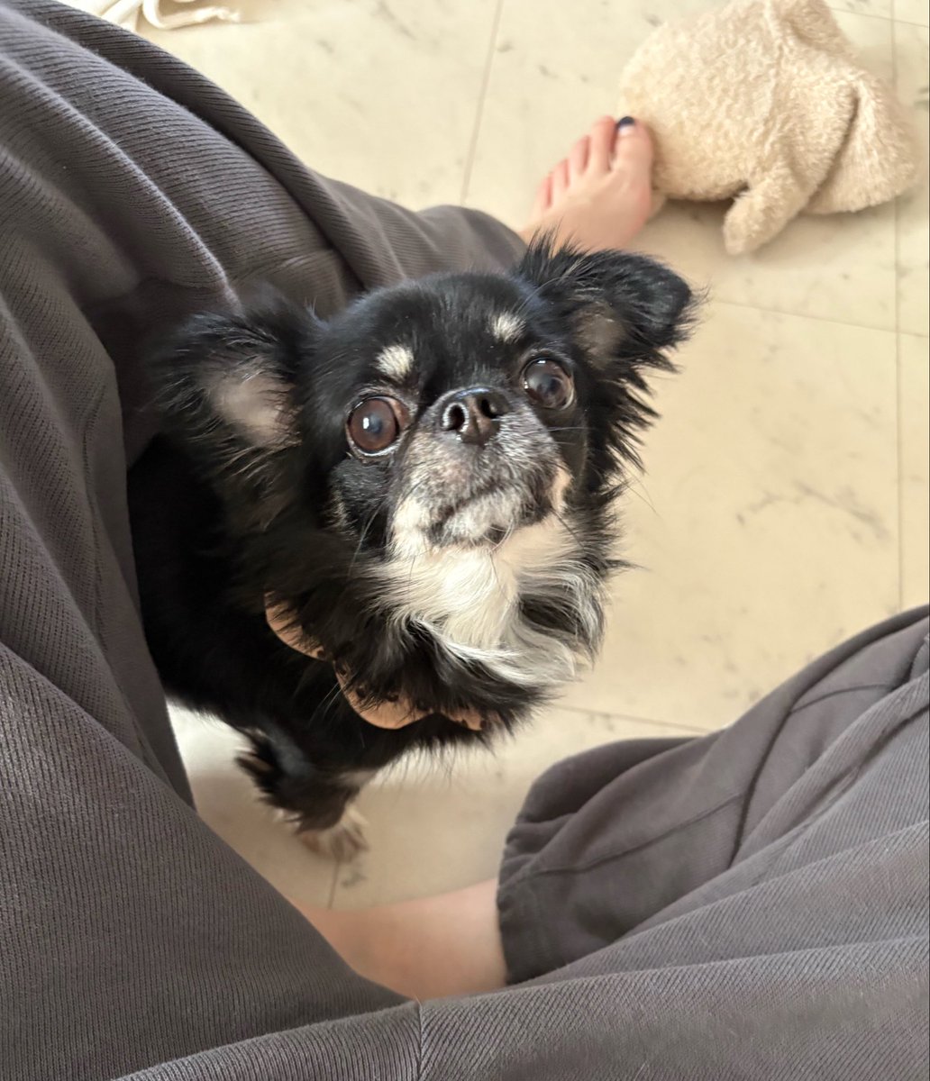 うちの犬ちゃん(ちわわ) tweet media