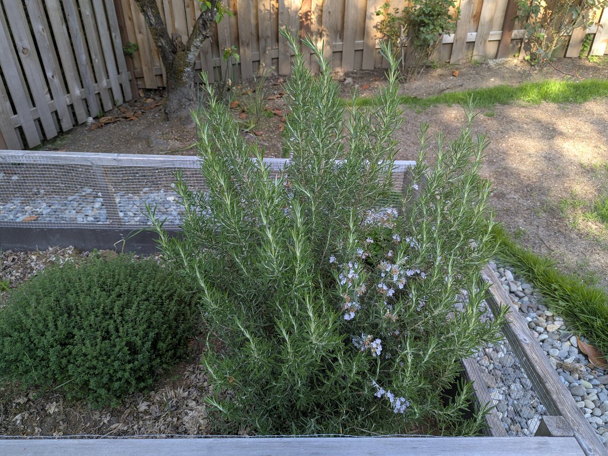 Gemini told me to prune the long branches on the young rosemary to make it busher. It suggested it's safer to prune the mature one than transplant it after the flowers are done. It has been a while for me to make steak but rosemary surely added its aroma!