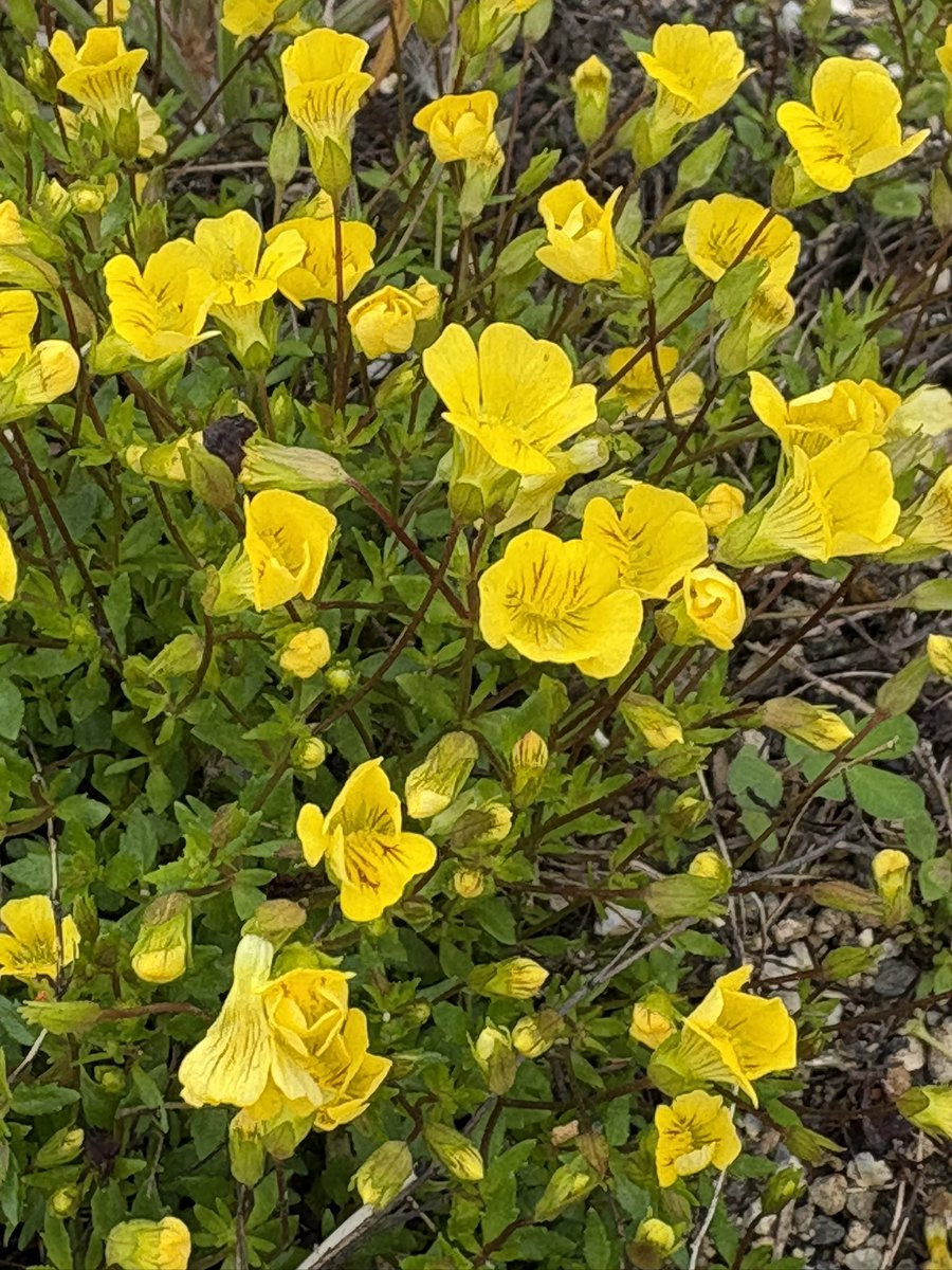 本日2度目のポイ活散歩
綺麗な公園　花盛り🌼