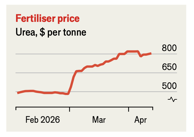 Sandeeponthex's tweet image. Input costs are soaring! Urea fertilizer prices have surged in Q1 2026, rising from under $500 to nearly $800 per tonne between February and April. A tough start to the season for farmers facing rising expenses.

#Agriculture #Farming #Fertilizer #Urea #AgNews #Commodities