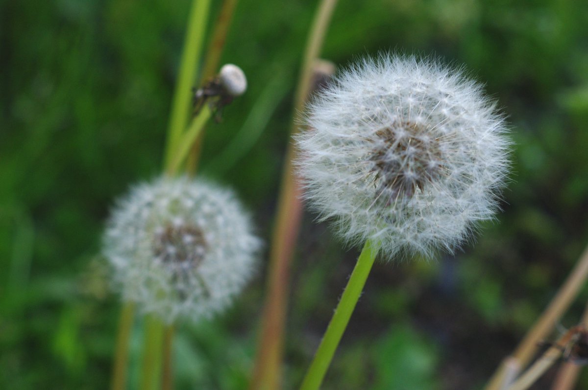 luis_izumi's tweet image. おはようございます
#PENTAX K-x, FA50mm/1.7