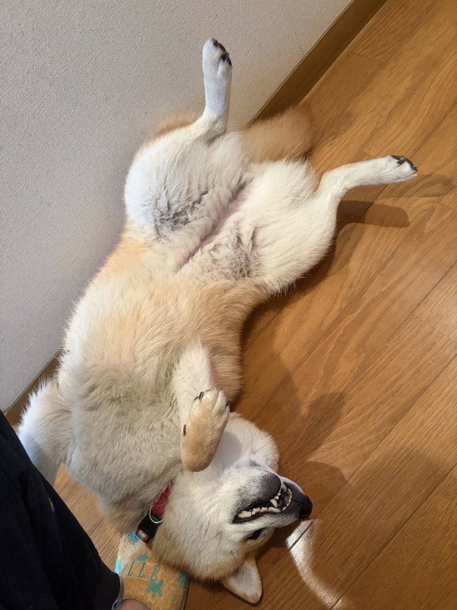 ぼーん®︎ tweet media