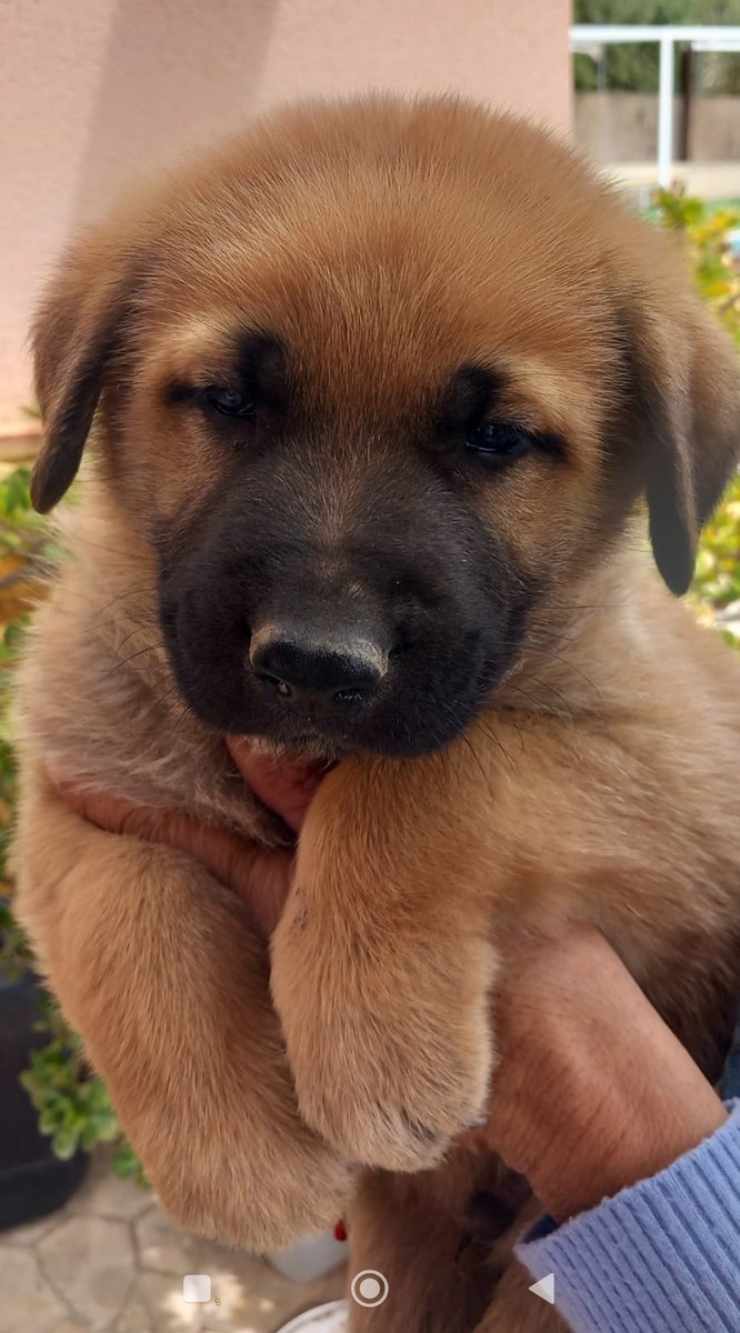 NUEVA VIDA ADOPCIONES tweet media