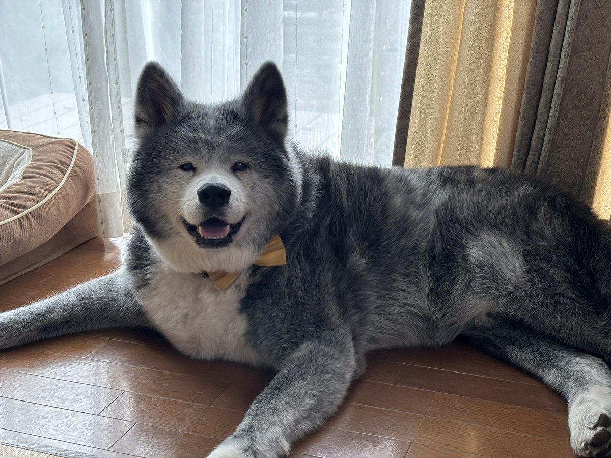 犬かわいがり屋さん tweet media