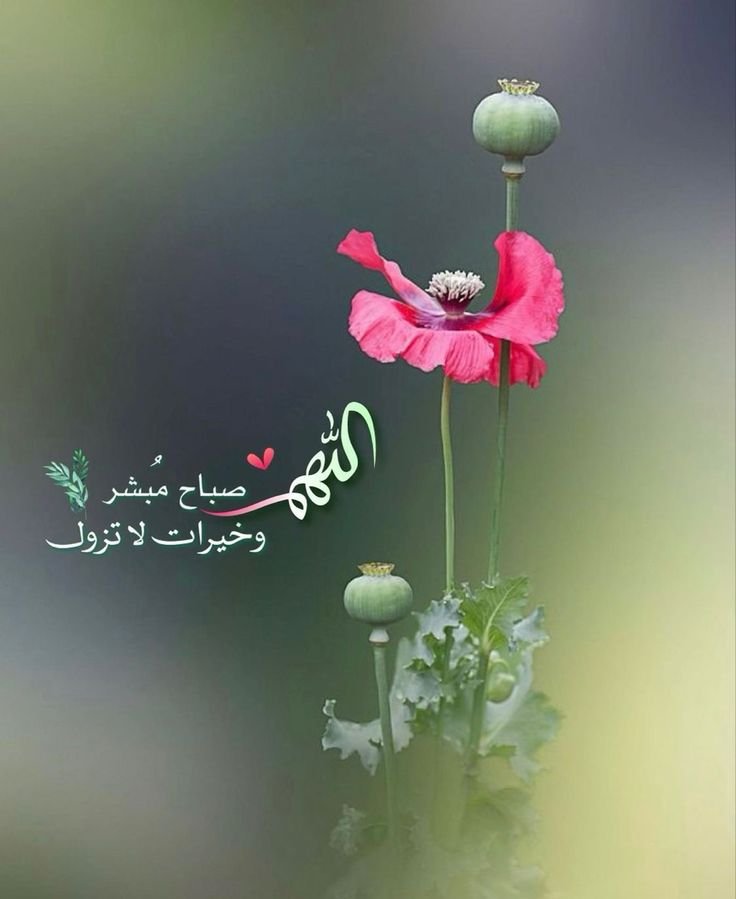 Badriya Alajmi tweet media
