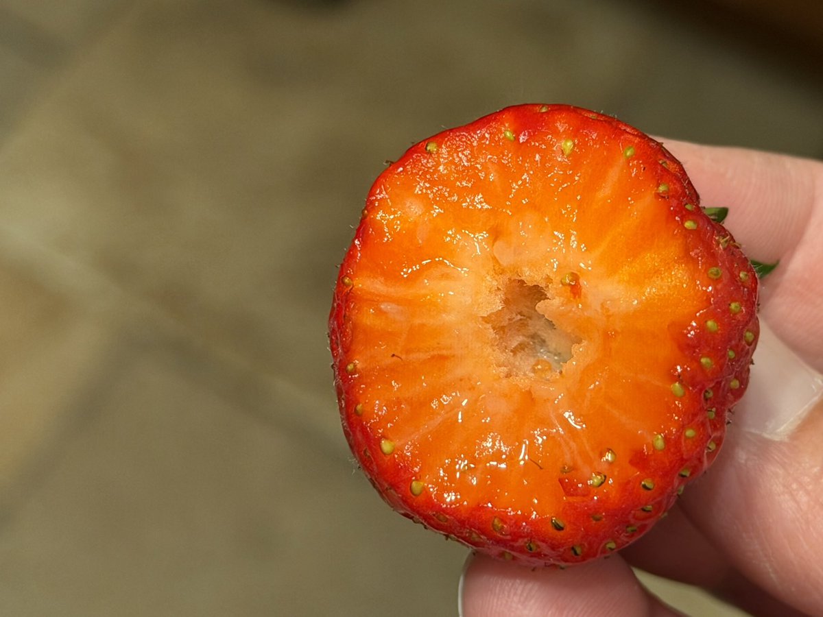 BurlingtonNJWx's tweet image. Specca’s had Jersey strawberries. Talk about hitting the spot. Amazing…

🍓🍓🍓

#farm #farmfresh #strawberries @NJFarmBureau