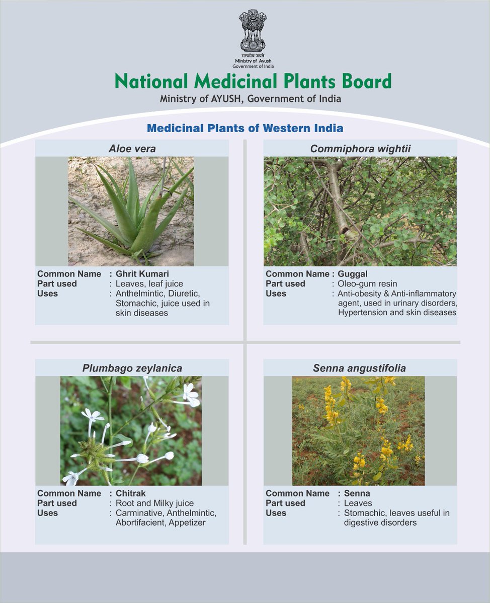 nmpb1's tweet image. From digestion to skincare, nature has an answer. NMPB @moayush, highlights some key medicinal plants of Western India:
Aloe vera-for skin diseases 
Guggal-for urinary disorders
Chitrak-for appetizer benefits. 
Senna-for digestive disorders Dr.@mahesh_dadhich
#Ayush #MissionLiFE