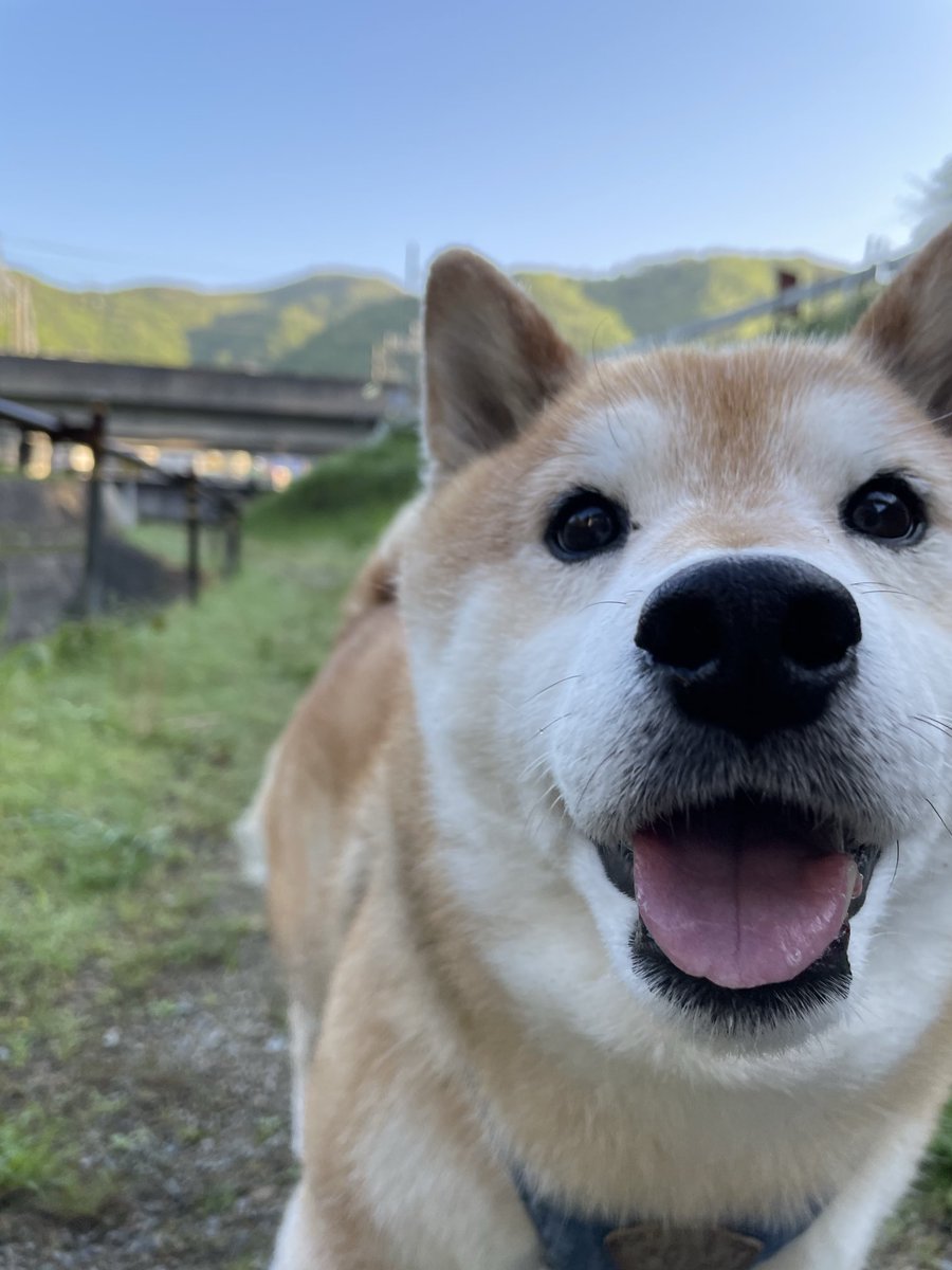 保護猫たんぽぽと虹の橋の柴犬アンちゃん tweet media