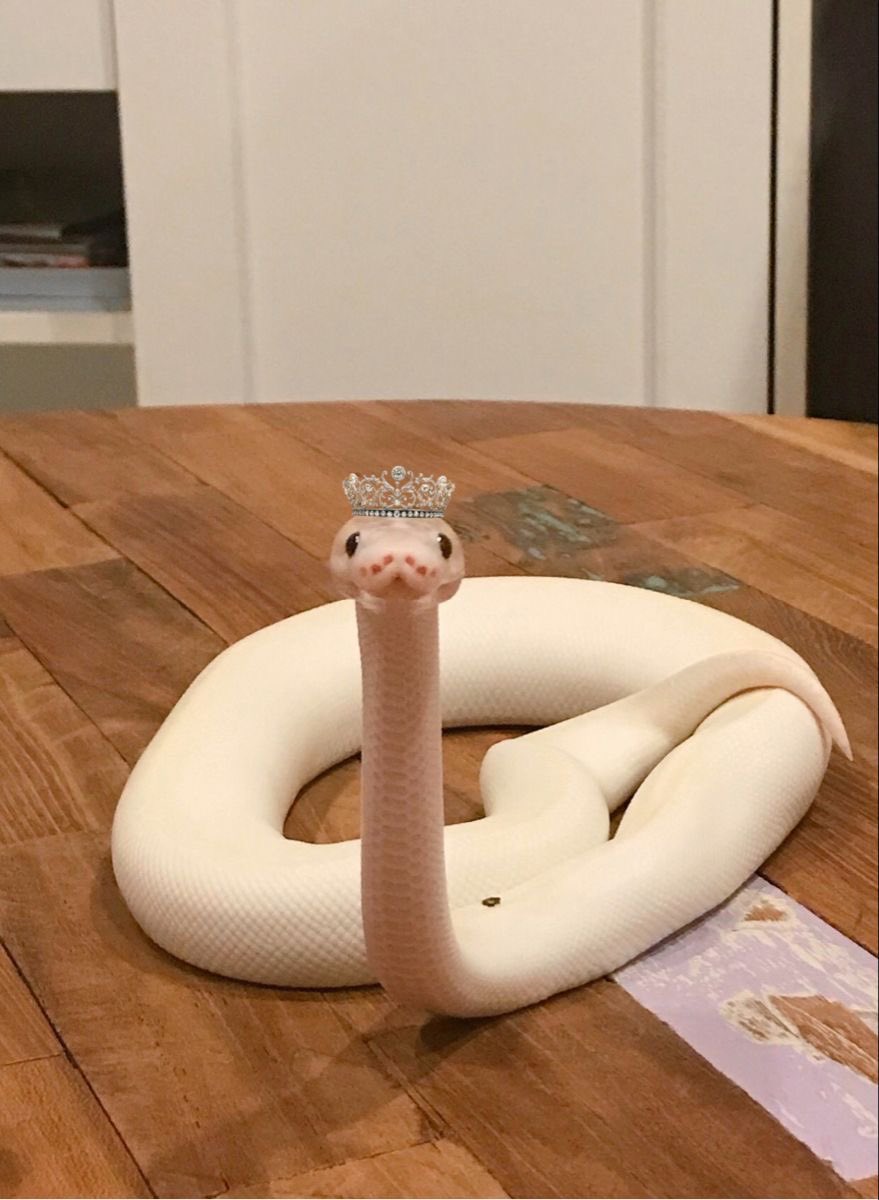 Snake tweet media