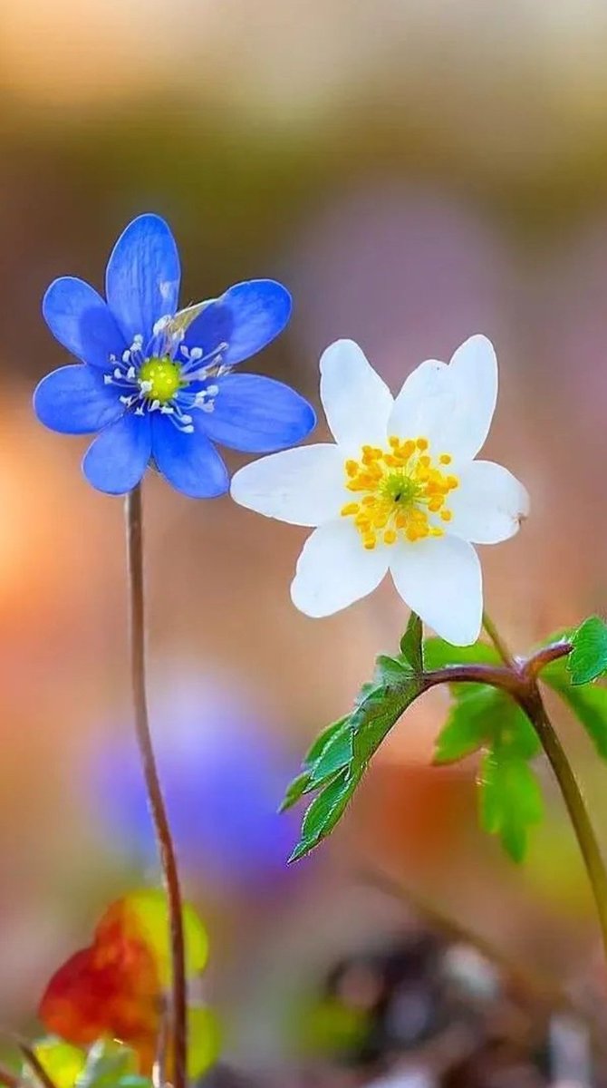 𝑬𝒎𝒎𝒂 🌸 tweet media