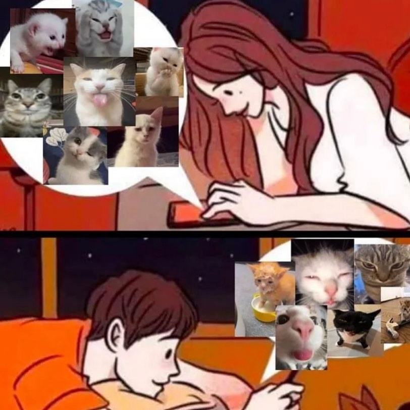 Punch Cat (@punchingcat) on Twitter photo 
