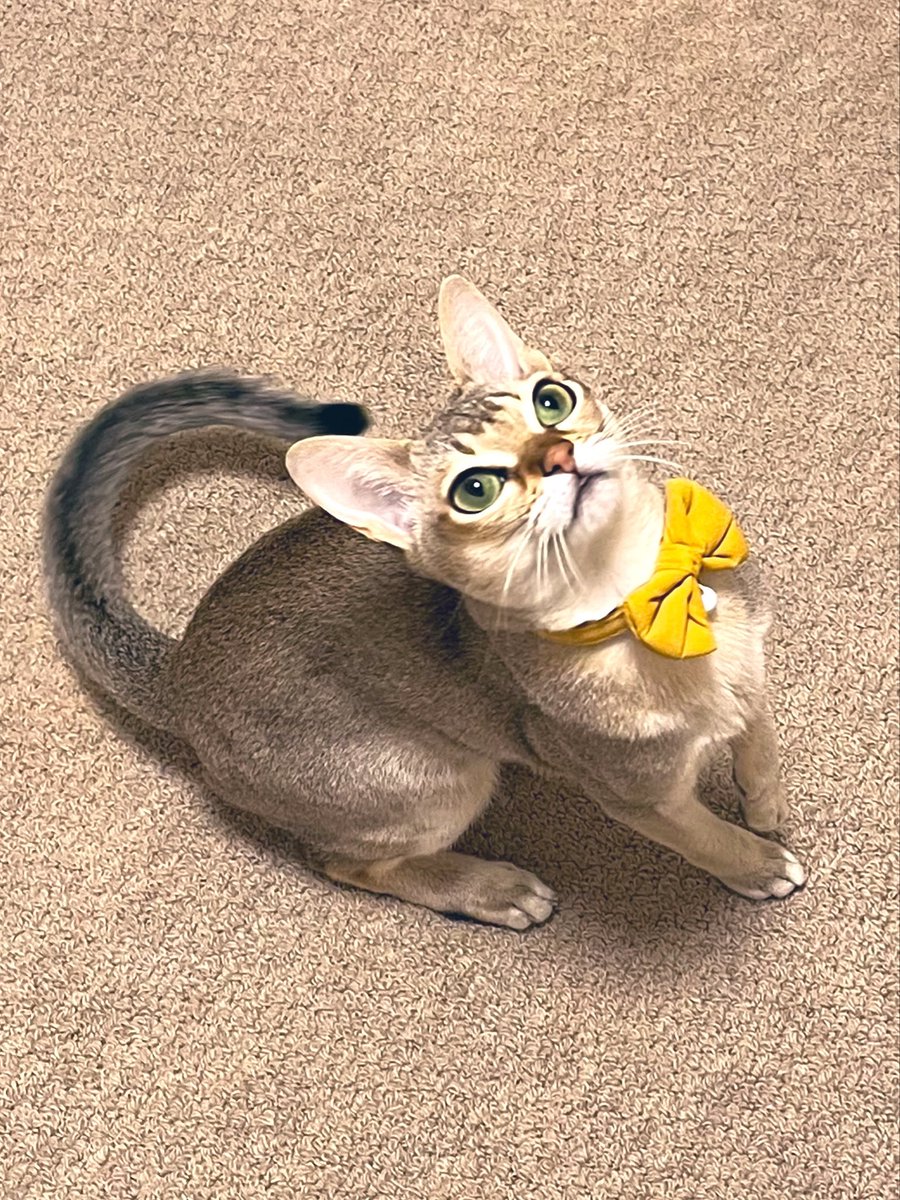 55rodem's tweet photo. 子猫ぶってくる

おすましキャット
だがこれはただのじゃらしガン見しており獲物を狙っている最中のニケ子
　
なんやその可愛い顔は
けしからん

#ニケ #NIKE #猫 #Singapura #cat https://t.co/8fGpfdsXvB