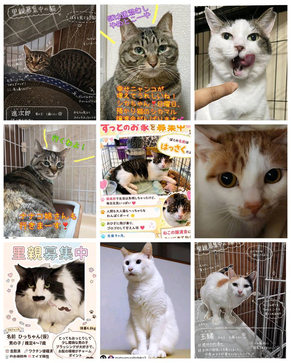 NPO法人 古都ねこくらぶ tweet media