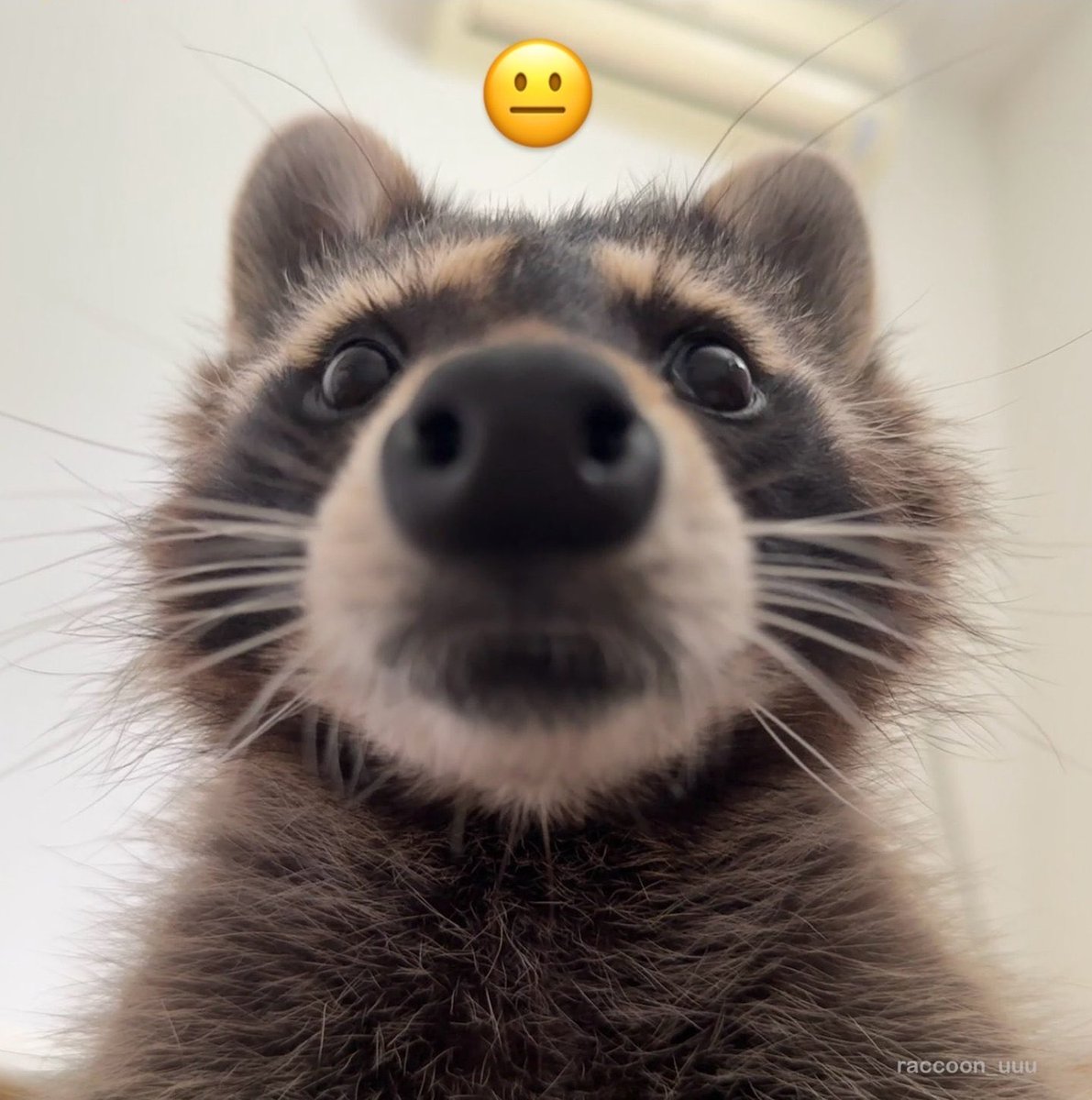 Trash Panda tweet media