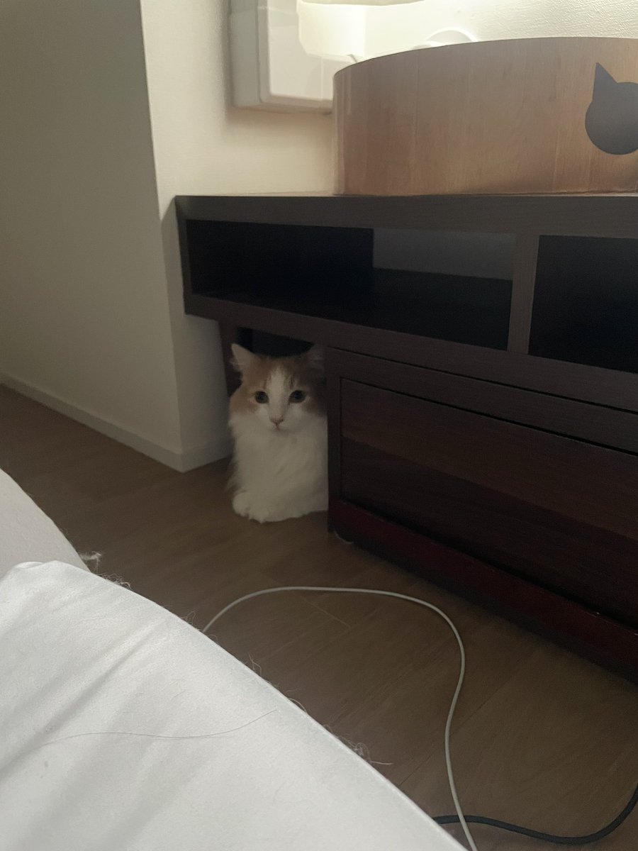 猫大学 tweet media
