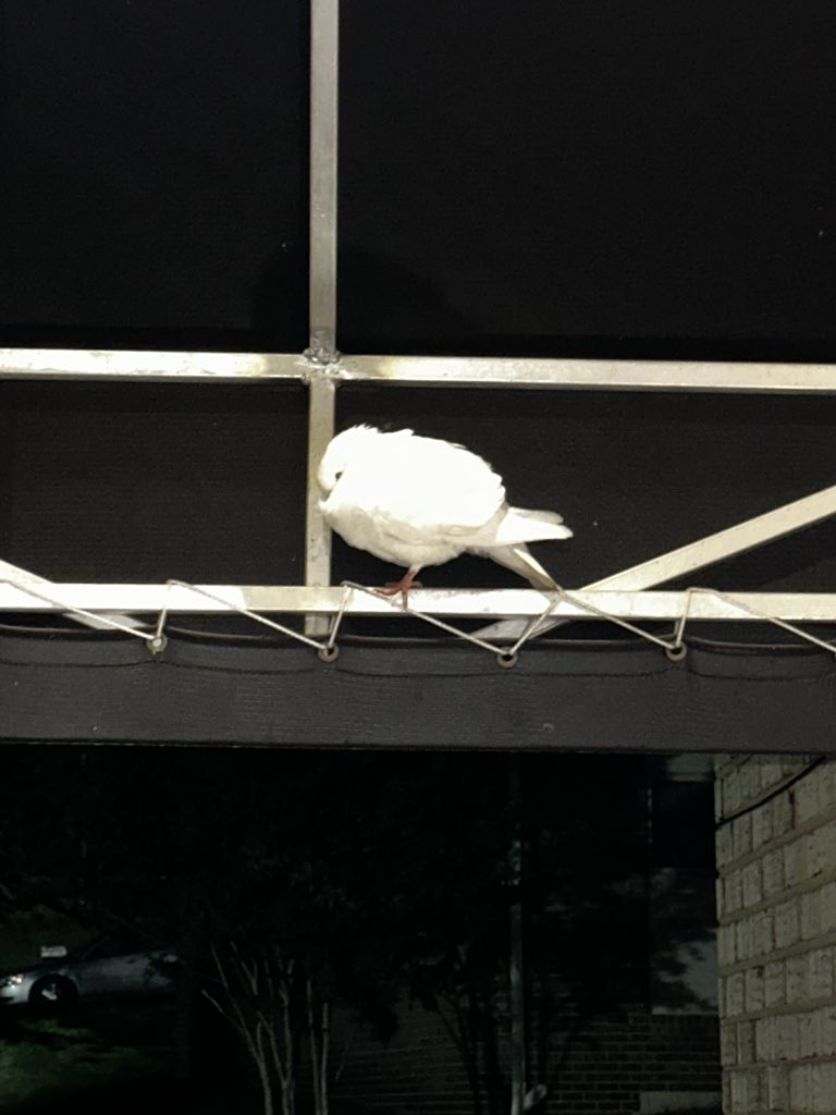 frwhotf's tweet photo. Seen a white dove tonight https://t.co/TAP6xScXQl