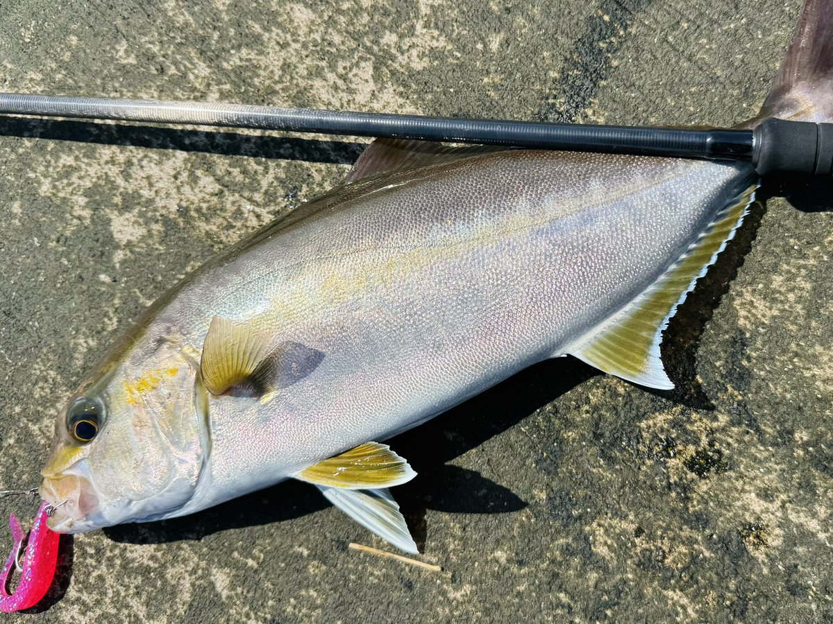 えびこページ えびこ (@NALUSanglers) / Posts / X