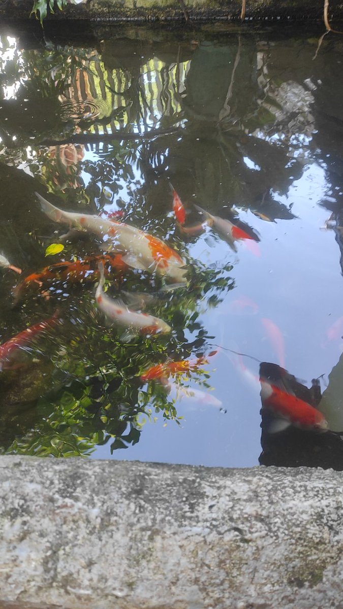 Dari Lauk Makan Malam Menjadi "Permata Hidup"

Kalau Kawan tanya ke kebanyakan orang, mereka pasti tahu kalau koi itu asalnya dari Jepang. Fakta ini memang tidak salah! Sejarah ikan koi modern (atau nama aslinya Nishikigoi) dimulai pada awal abad ke-19, sekitar tahun 1820-an, di