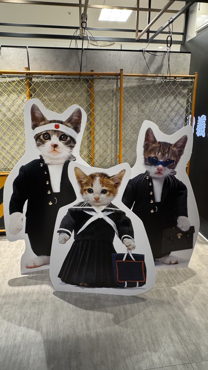 ねこ大好き 猫大好き⠀ ♪⑅💿*◟🫧☆ﾟ
