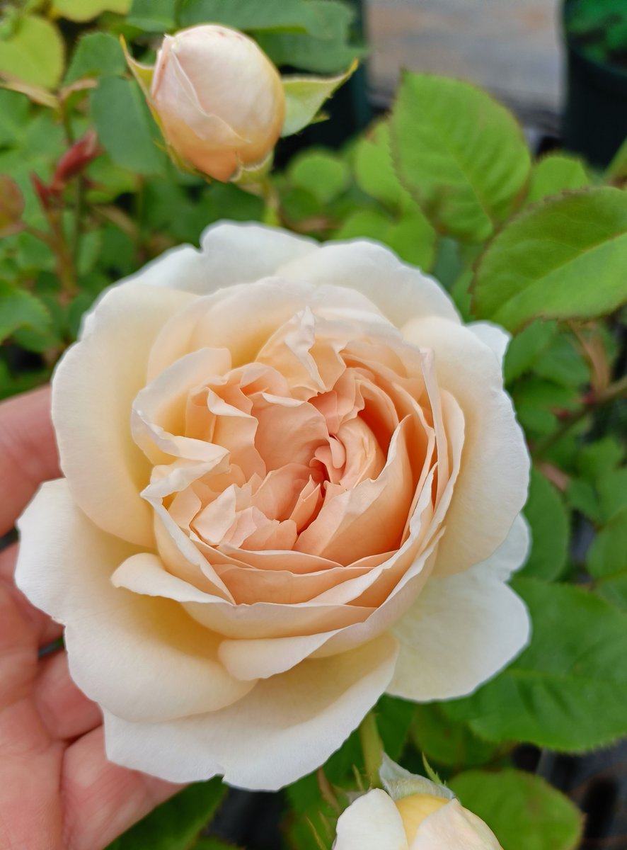 ヒストリカル♡レア品種 イングリッシュ 🌹クレシダ 古いイングリッシュローズの1つ カタログ落ちした