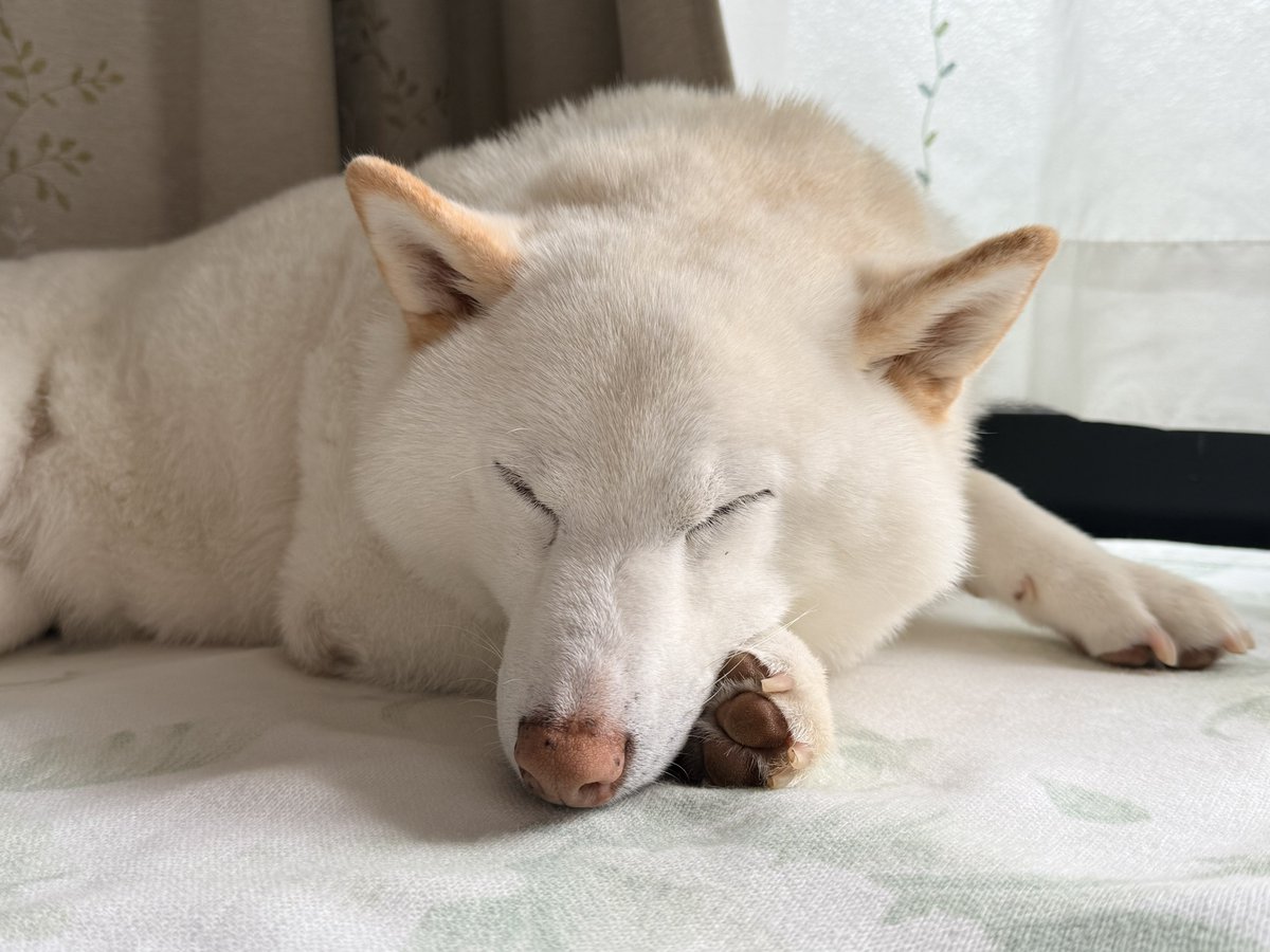 チョビ tweet media