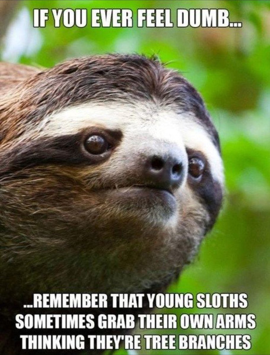 Sloth tweet media
