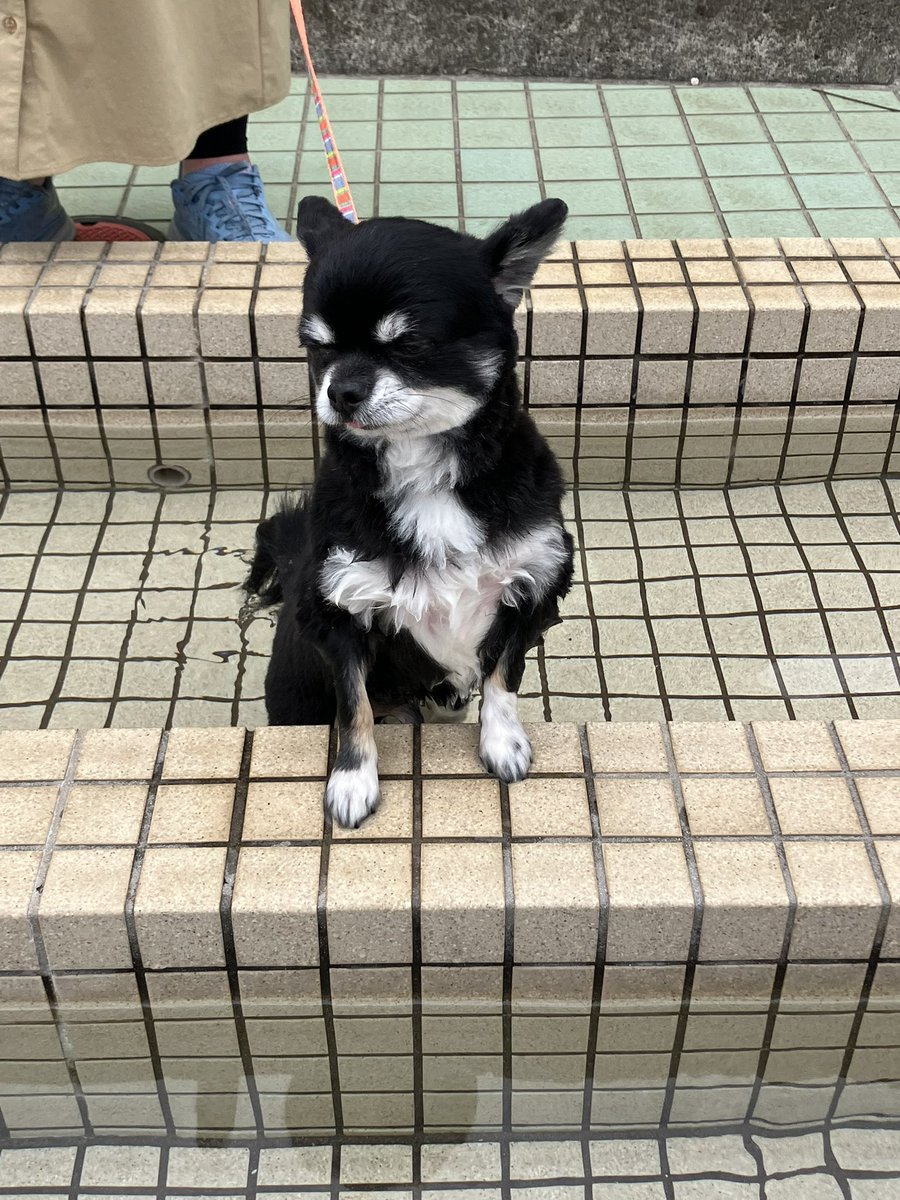 sixtythousand's tweet photo. 初めての足湯……って小型犬なので半身浴でした https://t.co/RJY1YSlQgN