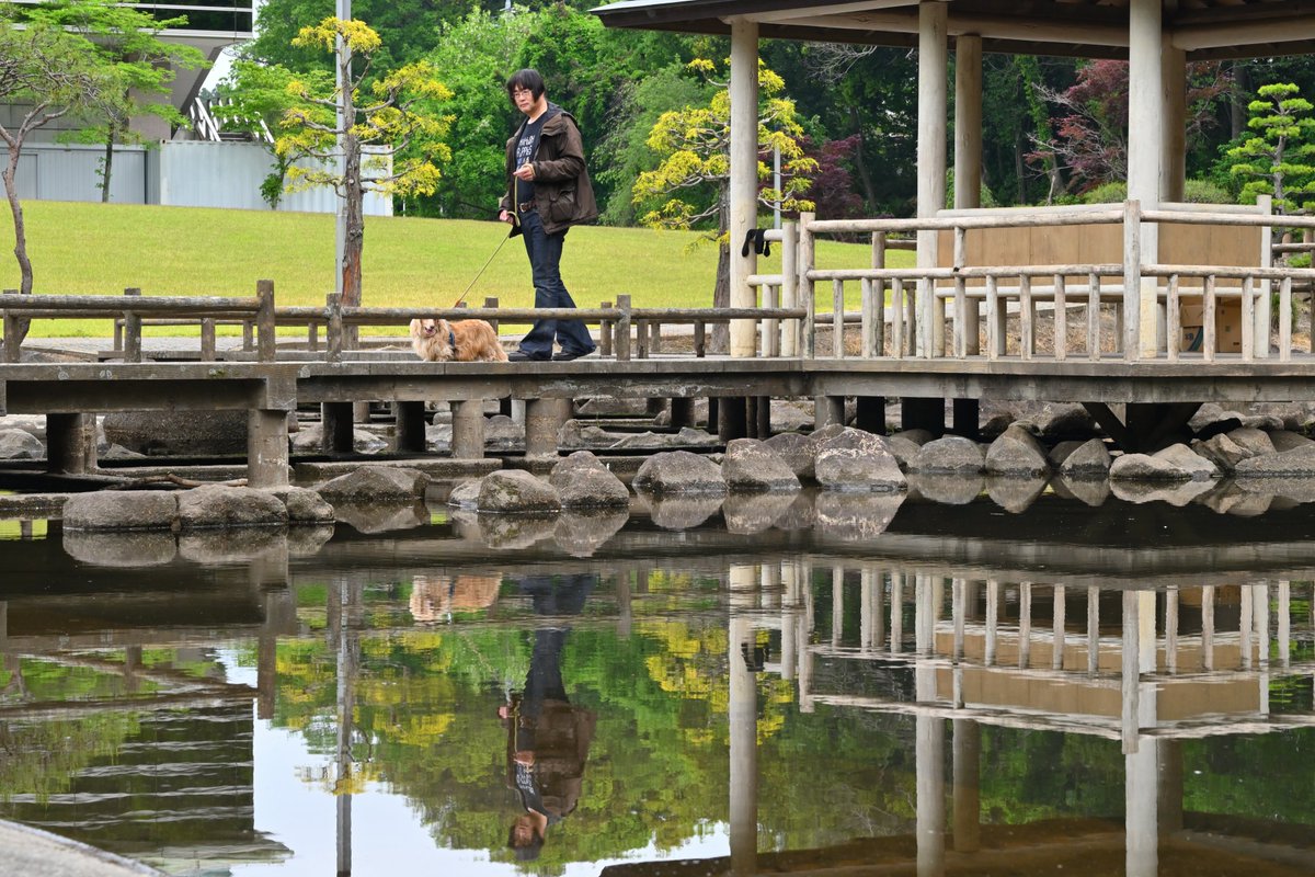 mister_albino's tweet image. 今朝の散歩。小山総合公園の「下の池」。小山市民でもほとんど知られていない隠れ家的　東屋。
#セルフポートレート 
#selfportrait 
#秘密結社老犬倶楽部 
#ミニチュアダックスフンド 
#Dachshund 
#栃木県