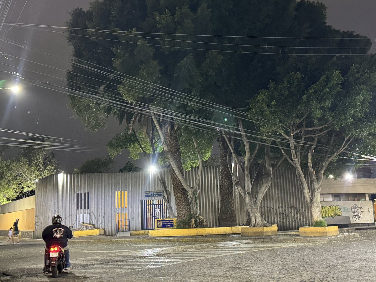 KhSummer's tweet photo. @UNAM_MX @FCAUNAMOFICIAL Buenas tardes. En la colonia Arenal de la alcaldía v.carranza, cortaron un árbol enorme, está en una banqueta de una clínica dental de la UNAM. No tienen idea de la cantidad de pájaros que recibe año con año, Son muchas especies que se quedaron sin hogar, si cortaron este, van a https://t.co/OXz63FsxiA