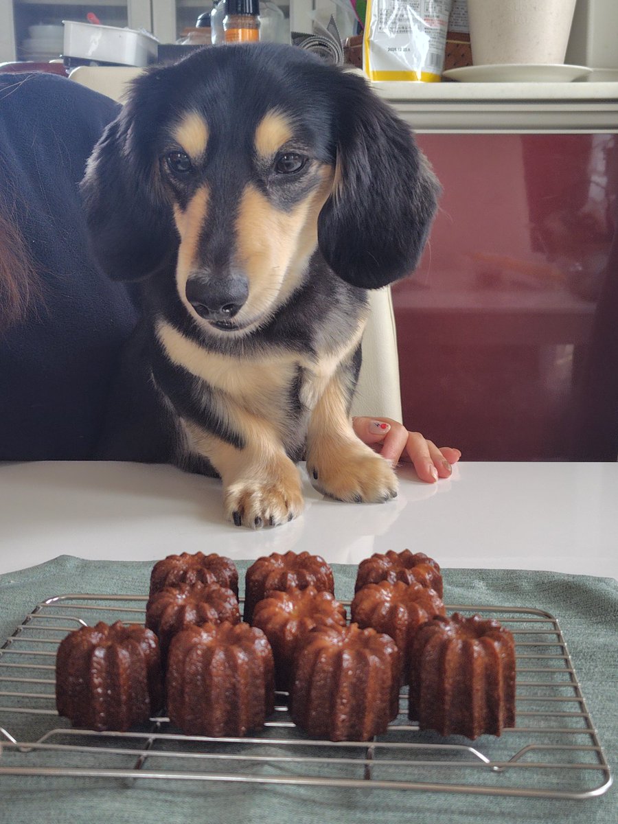 🐶美味しそうな匂いだけクンクン🩷 ねぇねぇ ボクのは〜❓