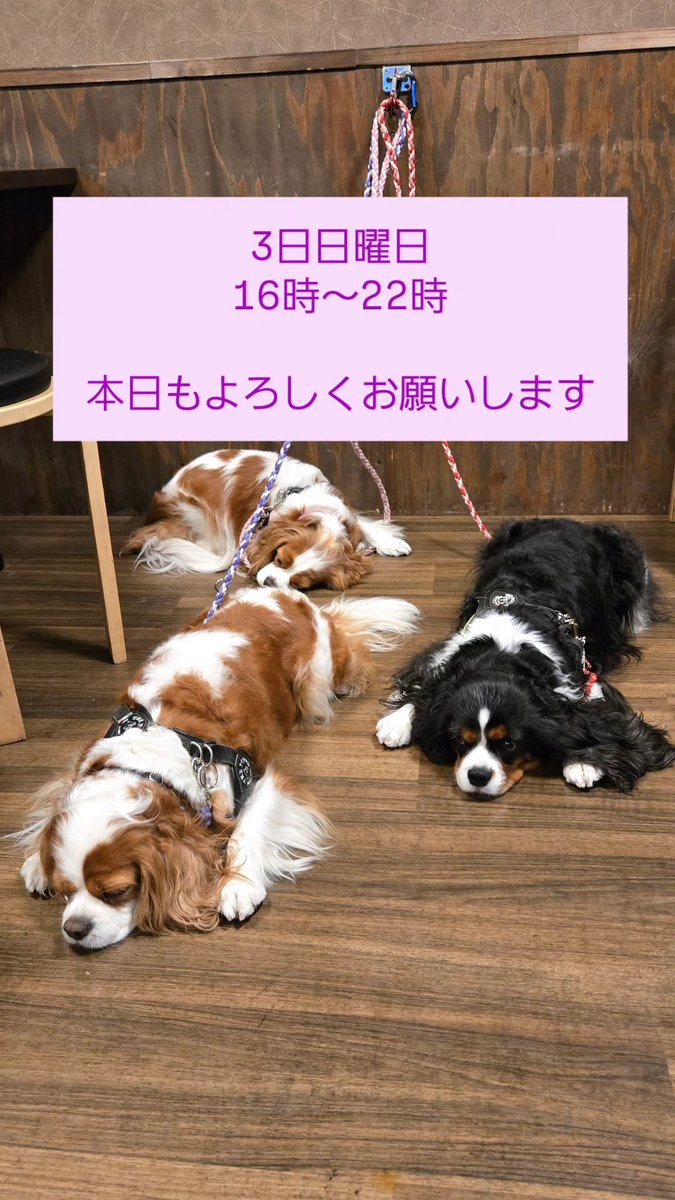 犬店長のいる焼き鳥居酒屋(串銀蔵亀戸) tweet media