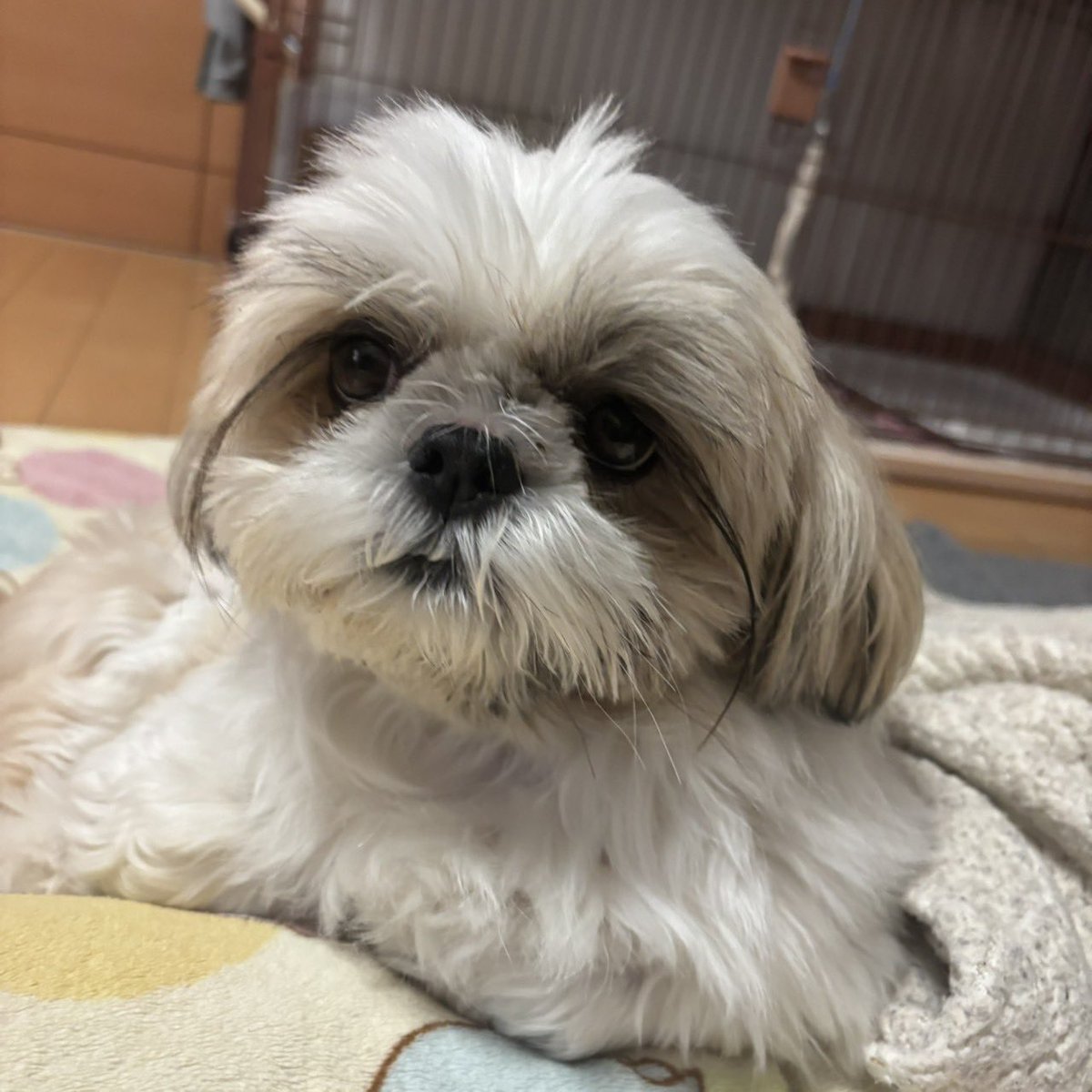 実家のいぬ tweet media