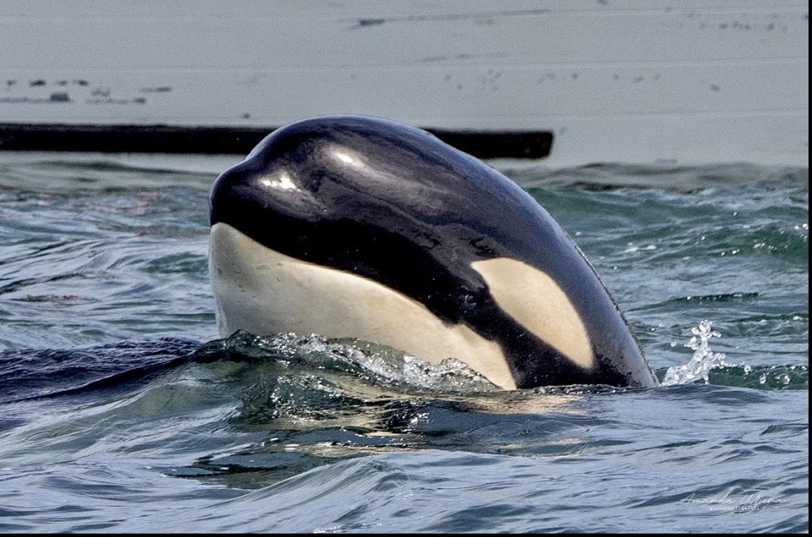 We love the killer whales we often see in the Monterey Bay with our whale watching trips! Here's a photo from Discovery Whale Watch on the Wharf!